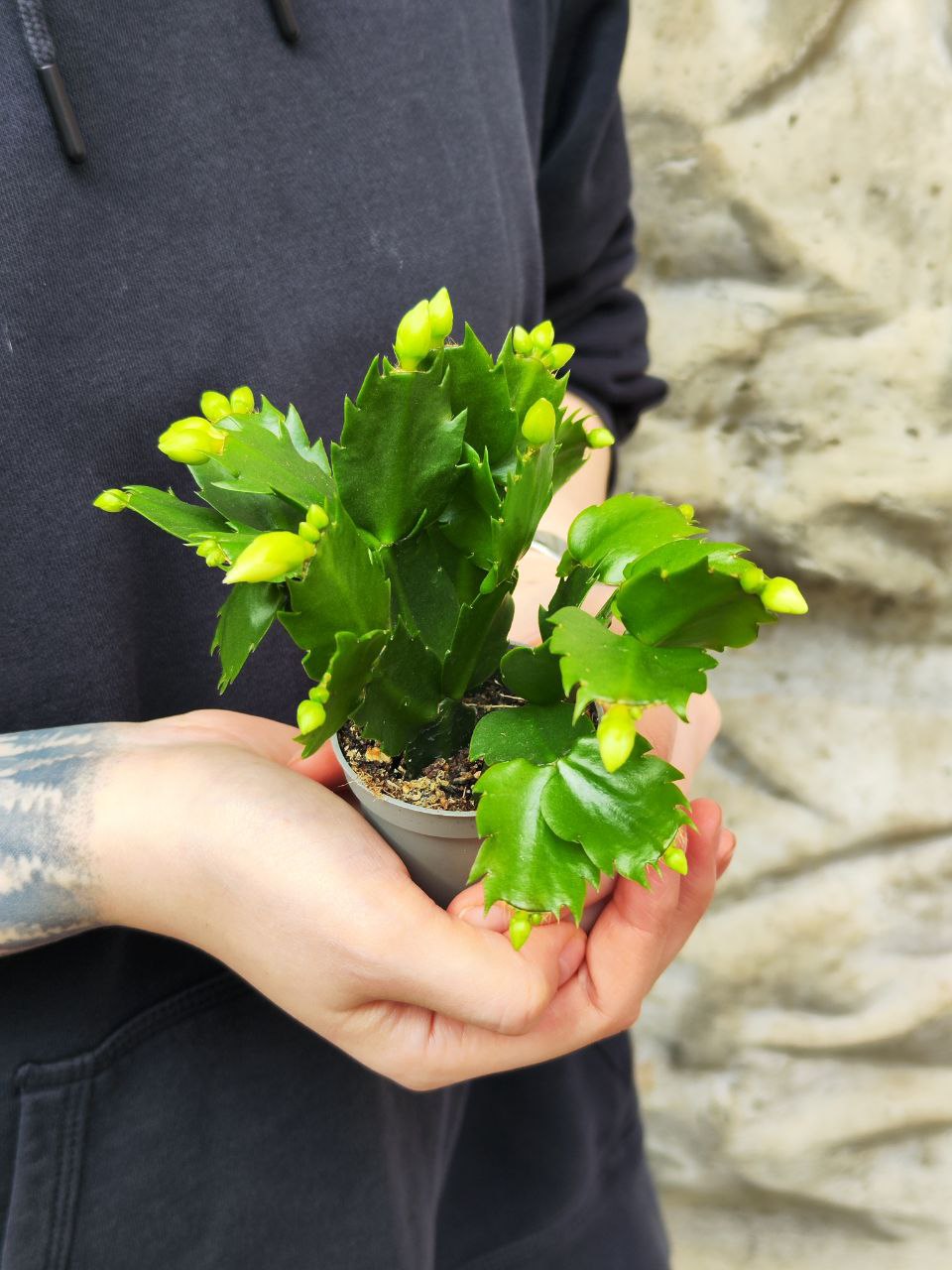 Декабрист Белый, или Шлюмбергера (Schlumbergera Tendenza White) D6см