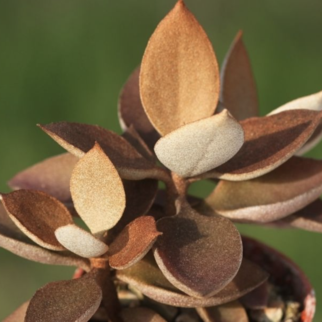 Каланхоэ Оргиалис (Kalanchoe Orgyalis) D5см