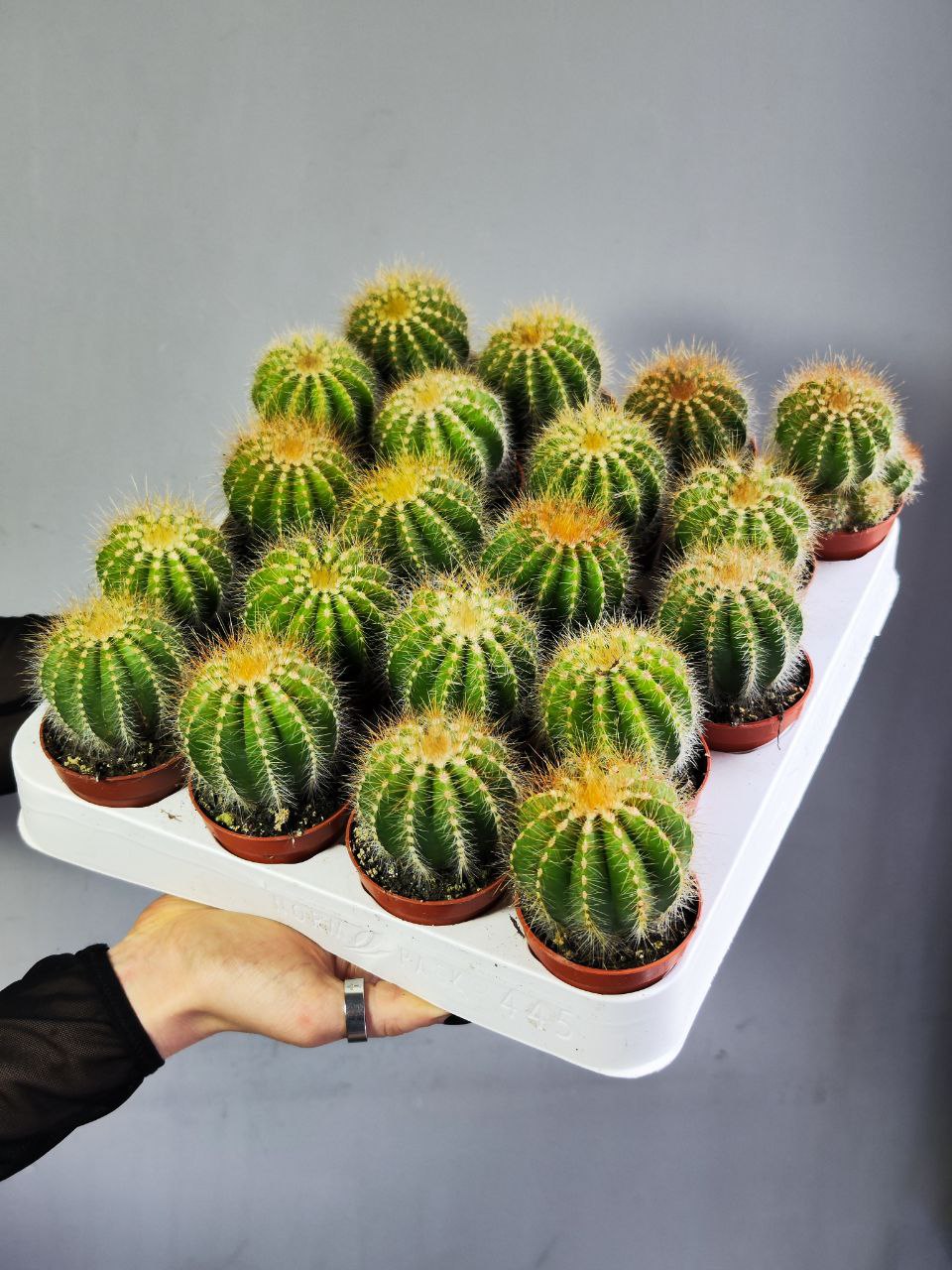 Нотокактус Магнификус (Notocactus Magnificus) D5см