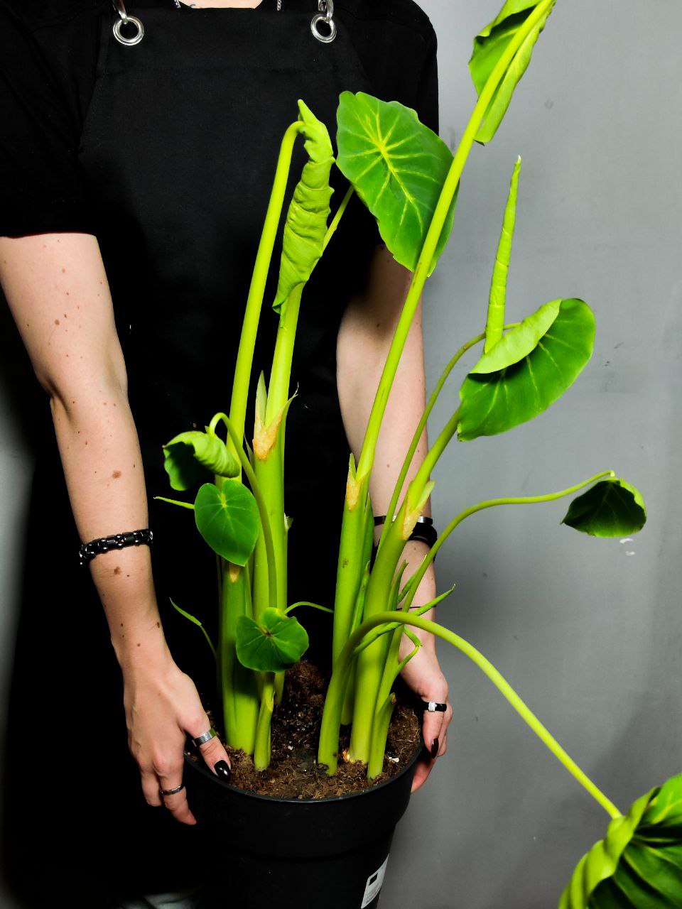 Колоказия Маска Фараона Красная (Colocasia Flocolegy) D21см (КЛУБНИ)