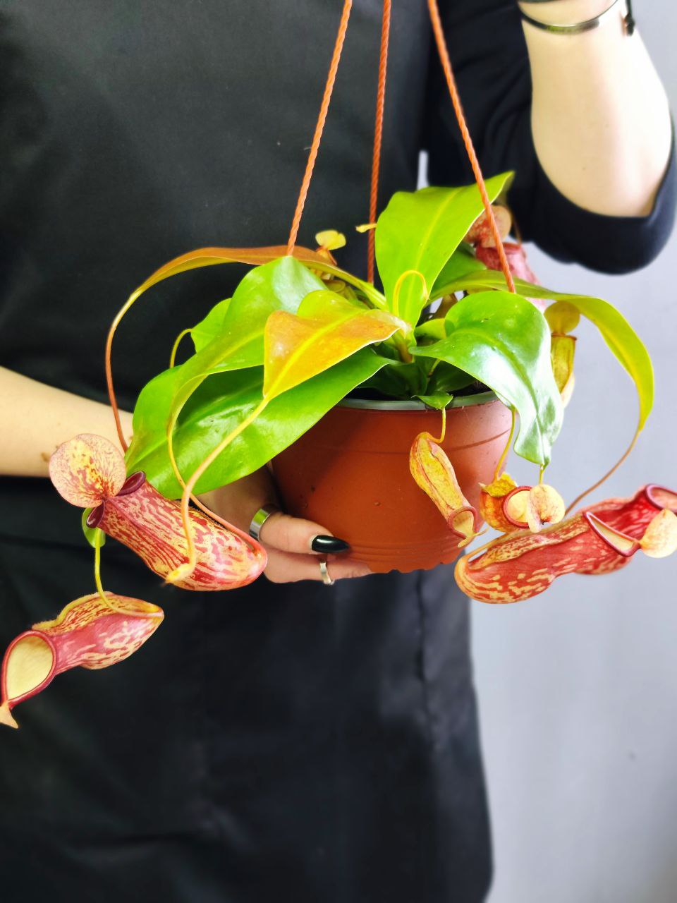Непентес Гая (Nepenthes Gaya) D14см в подвесном кашпо