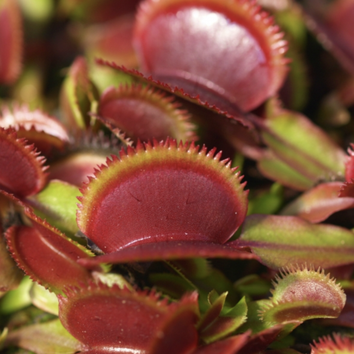 Венерина Мухоловка Боемский Гранат (Dionaea Muscipula Bohemian Garnet) D5см