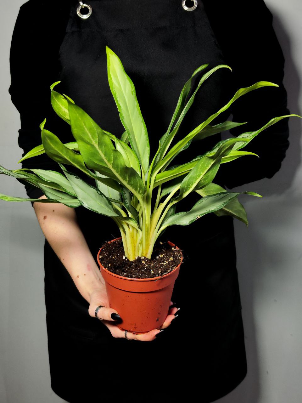 Аглаонема Вайт Ленс (Aglaonema White Lance) D12см