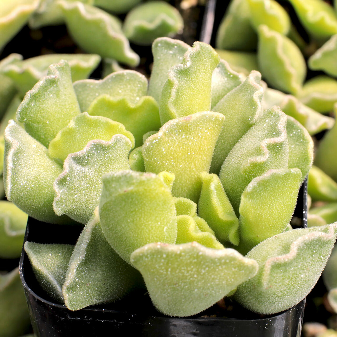 Адромискус Гребенчатый (Adromischus Cristatus) D5см