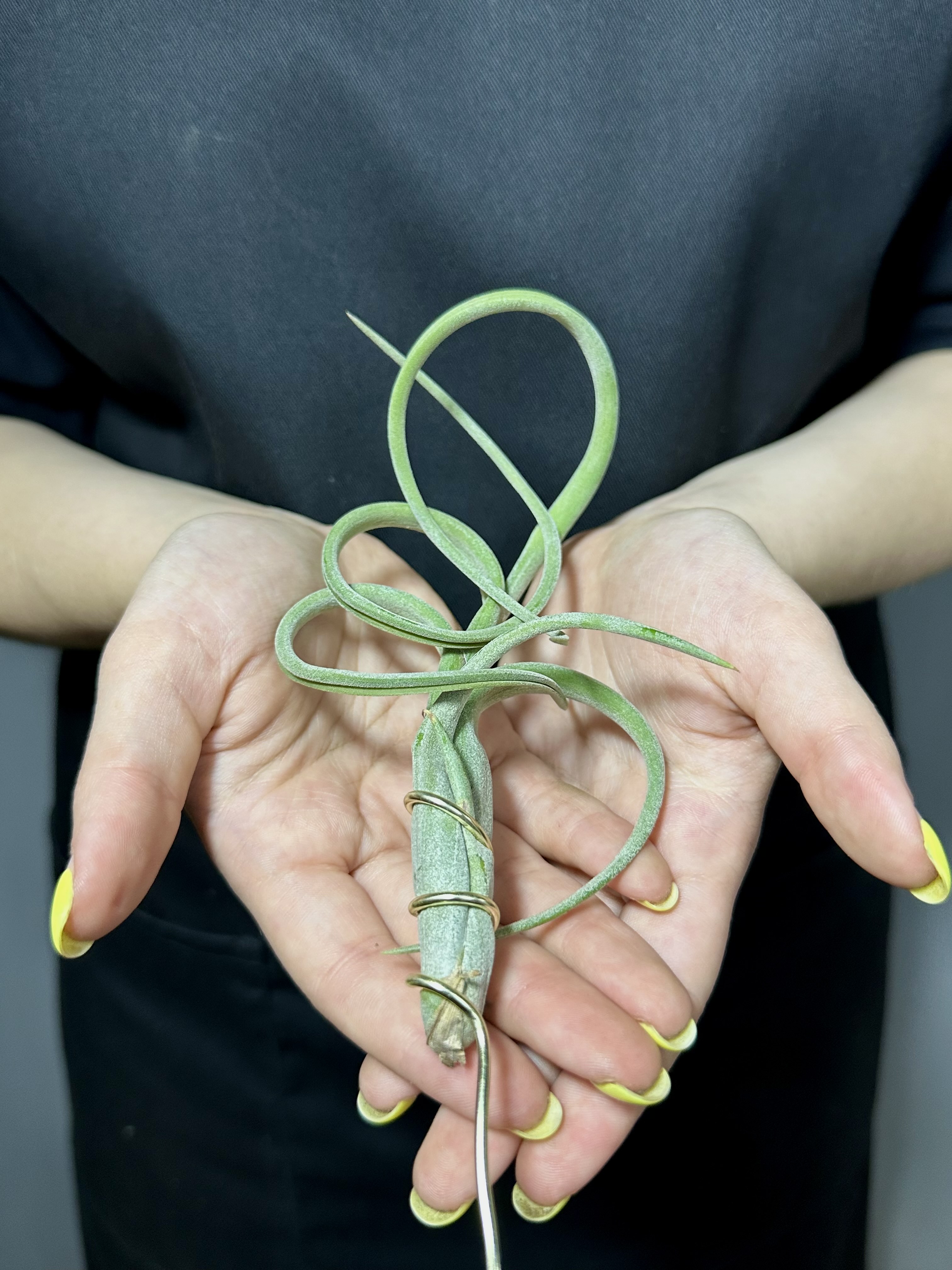 Тилландсия Интермедиа (Tillandsia Intermedia)