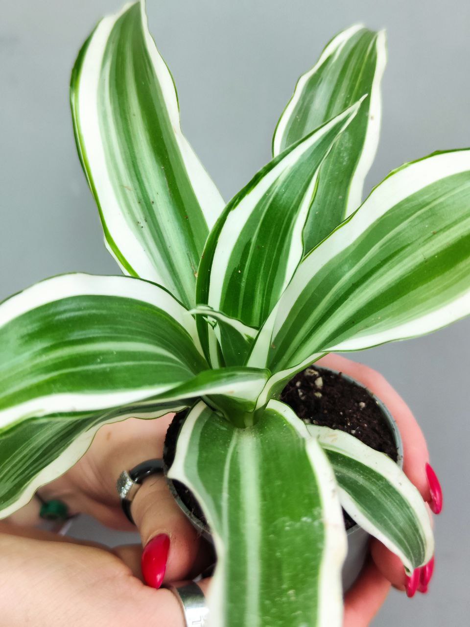 Драцена Фрагранс Вайт Джевел (Dracaena Dragontree White Jewel) D6см