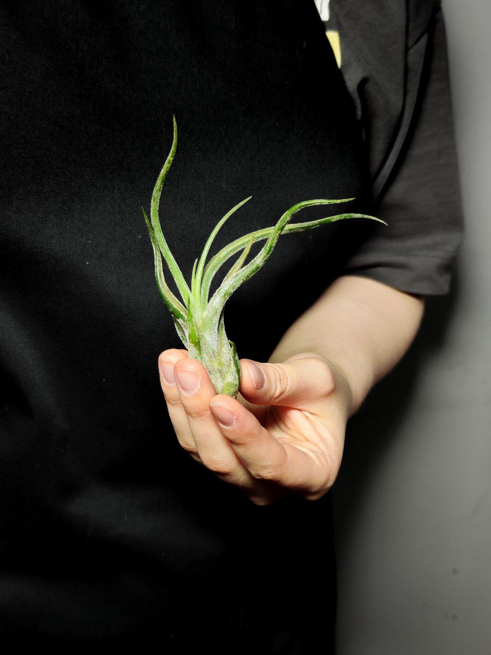 Тилландсия Голова Медузы Мини (Tillandsia Caput Medusae Mini)