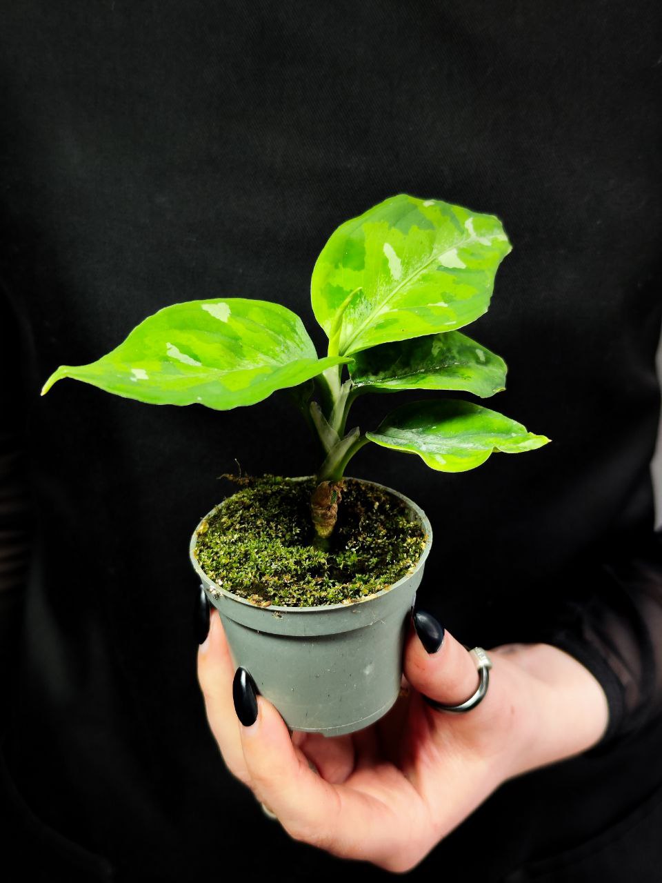 Аглаонема Пиктум Триколор (Aglaonema Pictum Tricolor) D6см