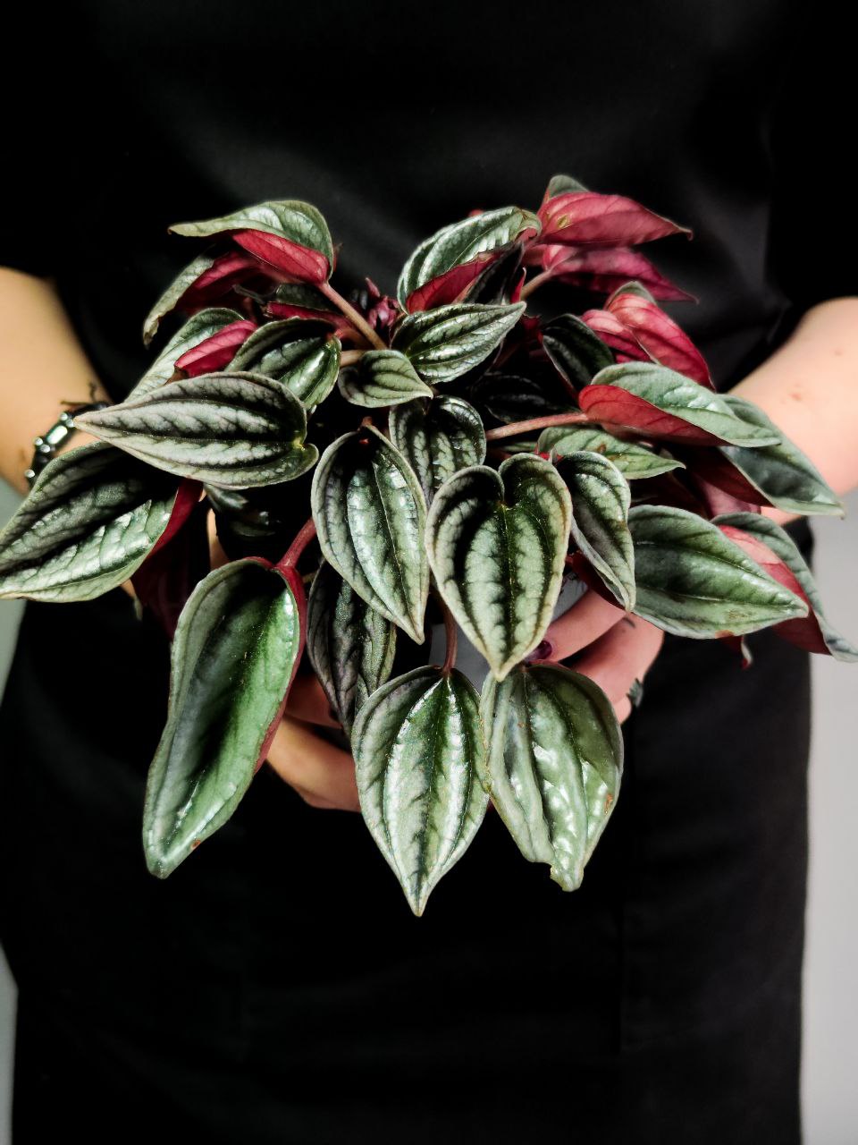 Пеперомия Россо (Peperomia Rosso) D11см