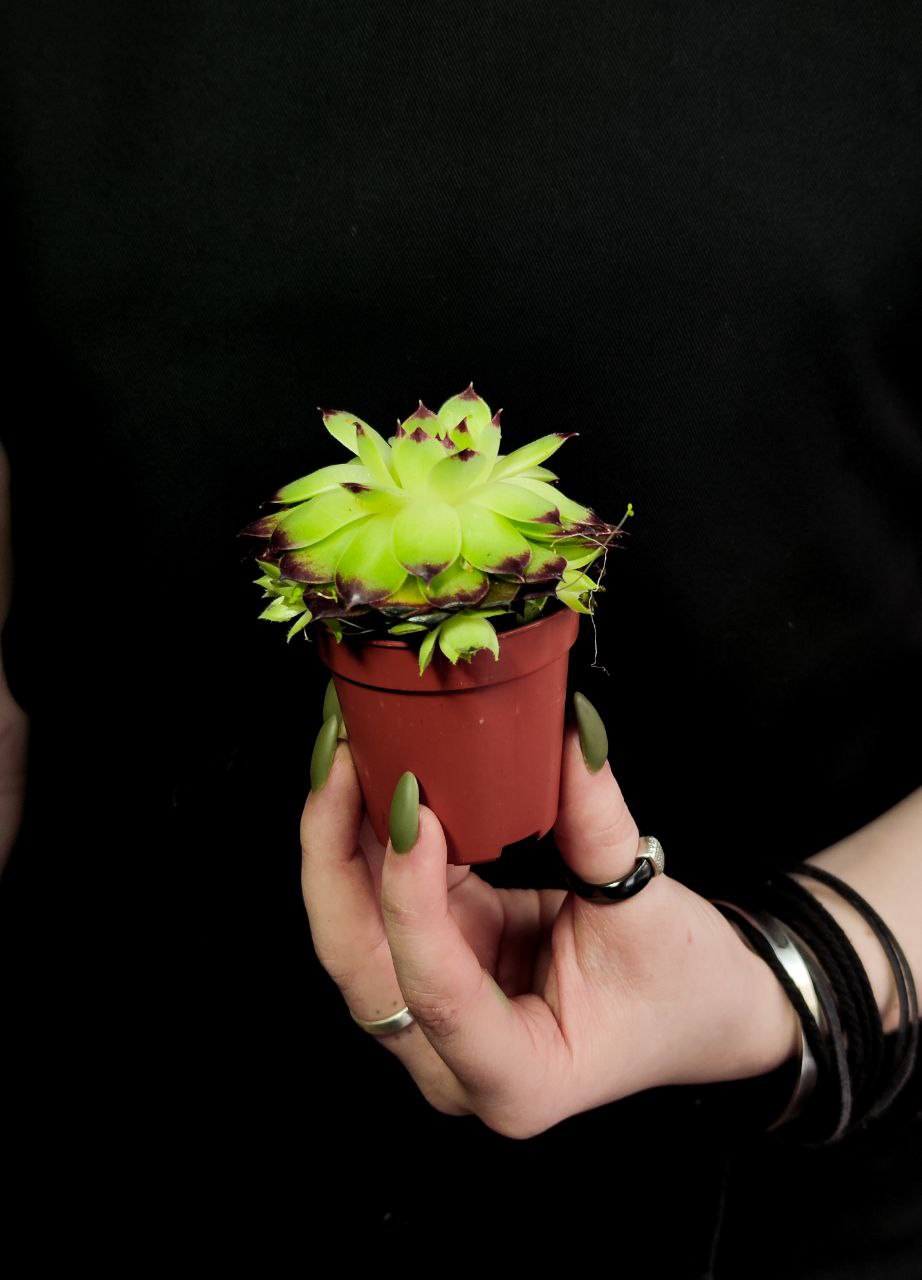 Молодило Кровельное (Sempervivum Tectorum) D5см