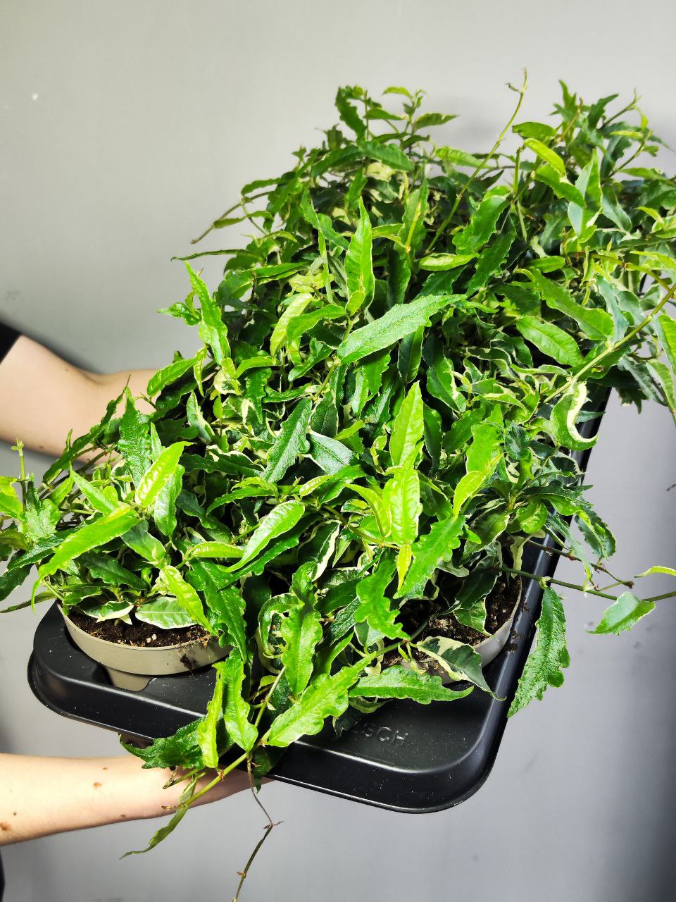 Фикус Радиканс Вайт (Ficus Radicans White) D12см
