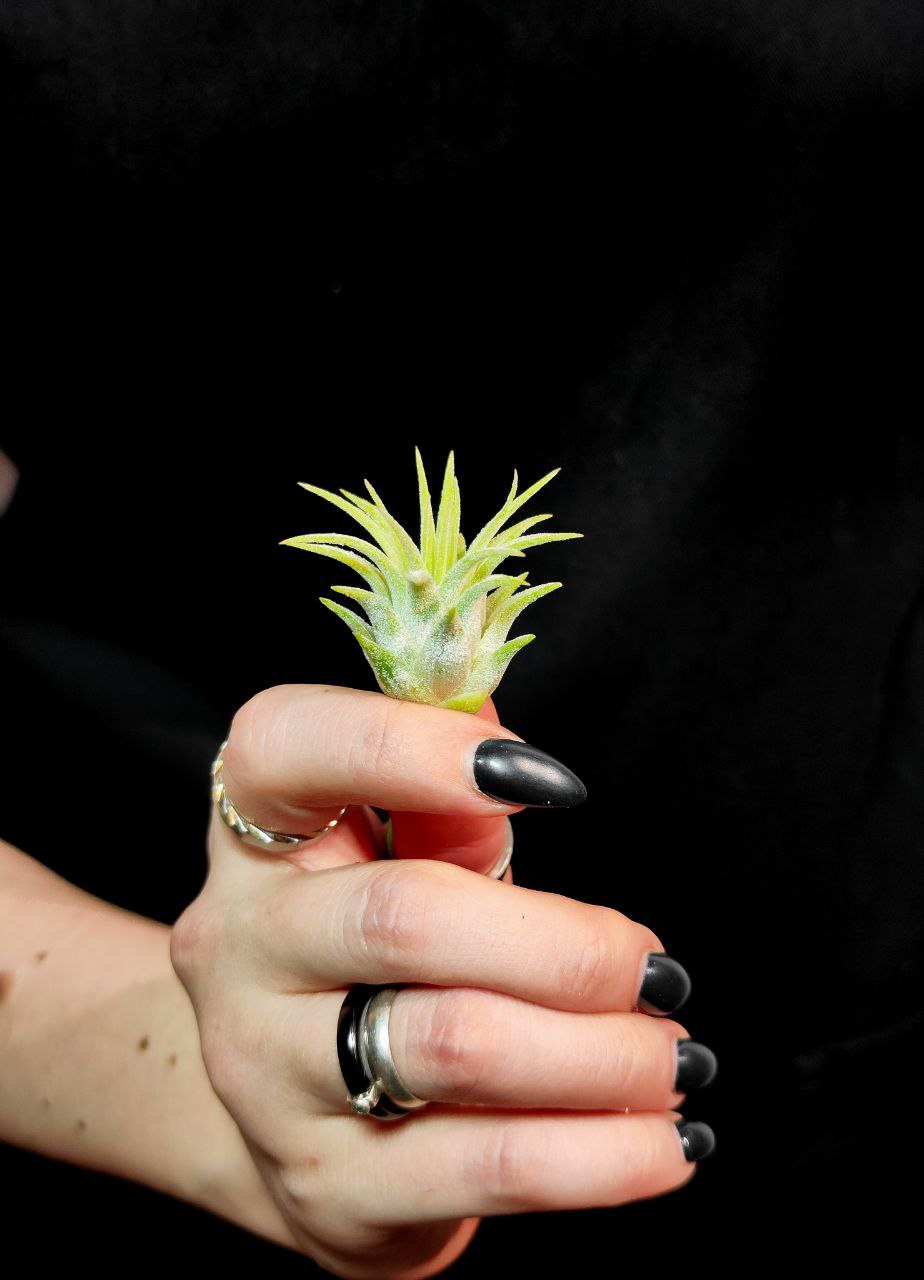 Тилландсия Ионанта Грин Мини (Tillandsia Ionantha Green Bonsai)