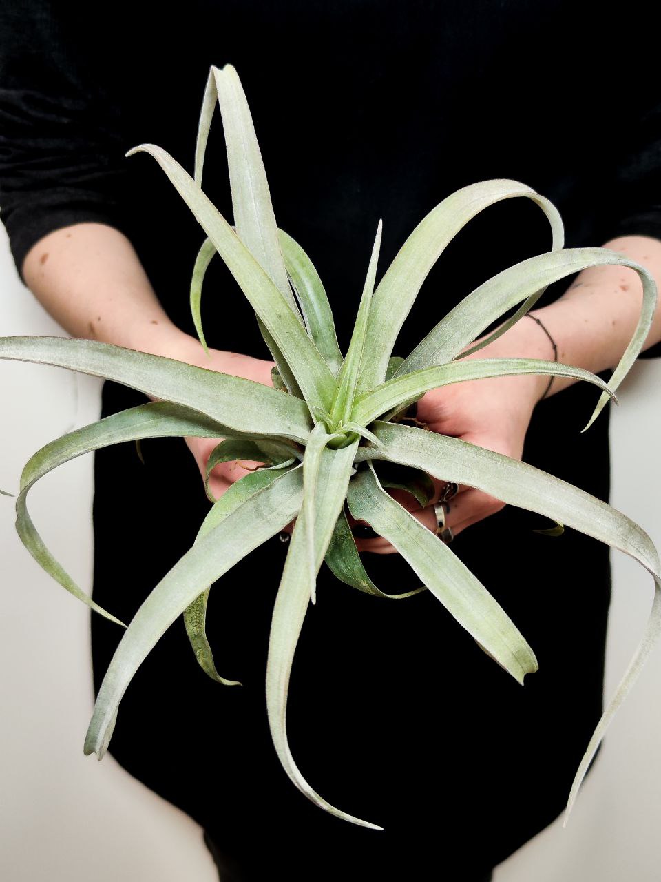 Тилландсия Кларио (Tillandsia Clario)