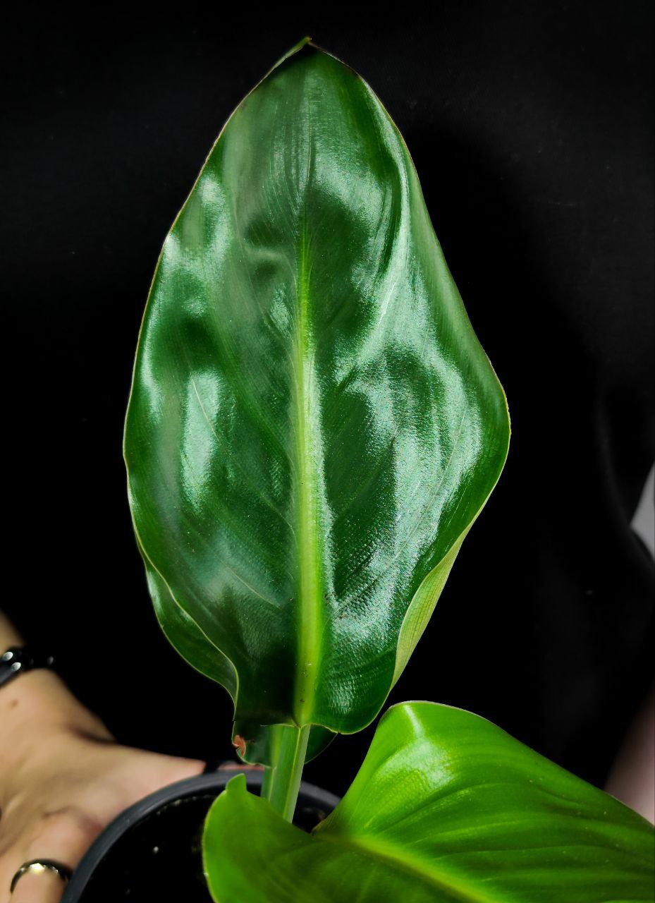 Стрелиция (Strelitzia) D12см