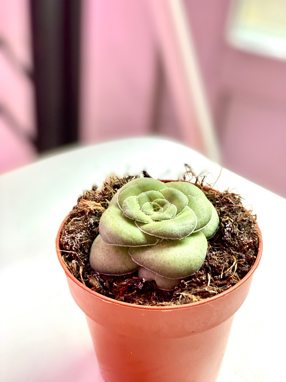 Крассула Хемисферика, или Полушаровидная (лат. Crassula Hemisphaerica) D8см