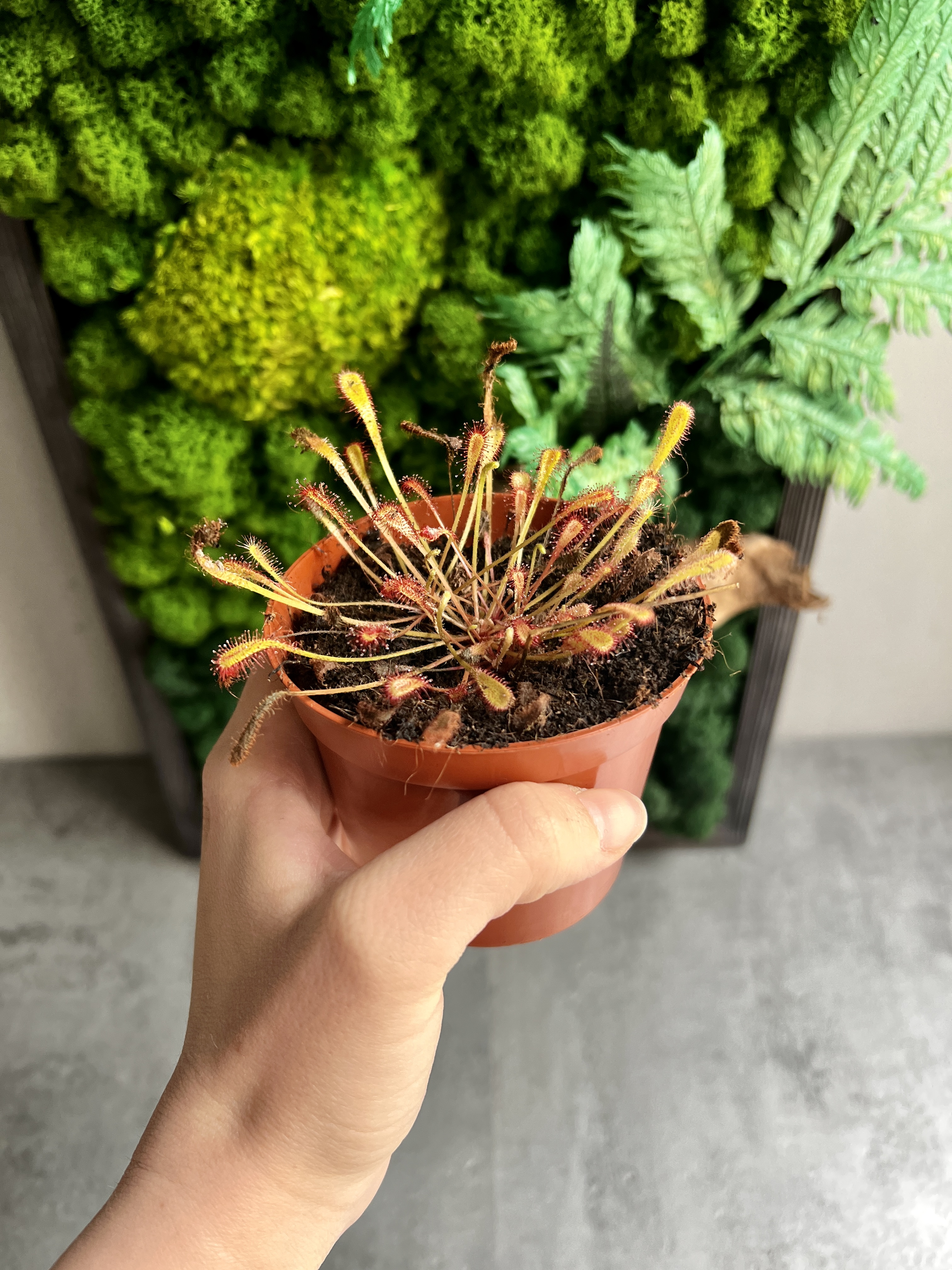 Росянка нидиформис (drosera nidiformis) D9см