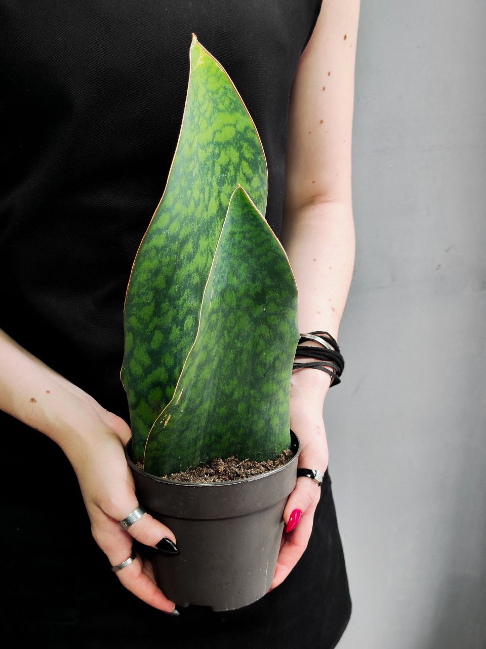Сансевиерия Масониана Виктория Дабл (Sansevieria Big Leaves Green Double) D12см