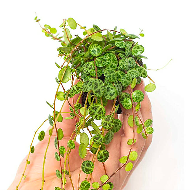 Пеперомия Прострата, или Cтелющаяся (Peperomia Prostrata) D5см