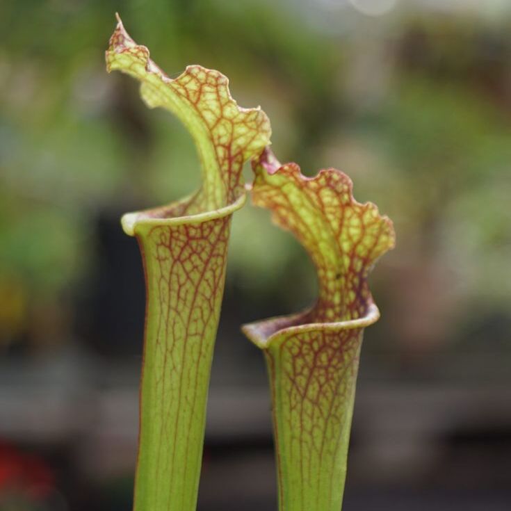 Саррацения Фарнхами (Sarracenia Farnhami) D9cм