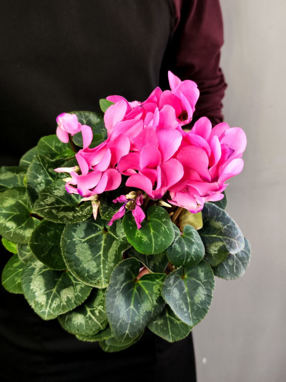 Цикламен Европейский Розовый (Cyclamen Europaeum Pink) D12см