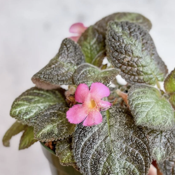 Эписция Розовая Пантера (Episcia Pink Panther) D12см