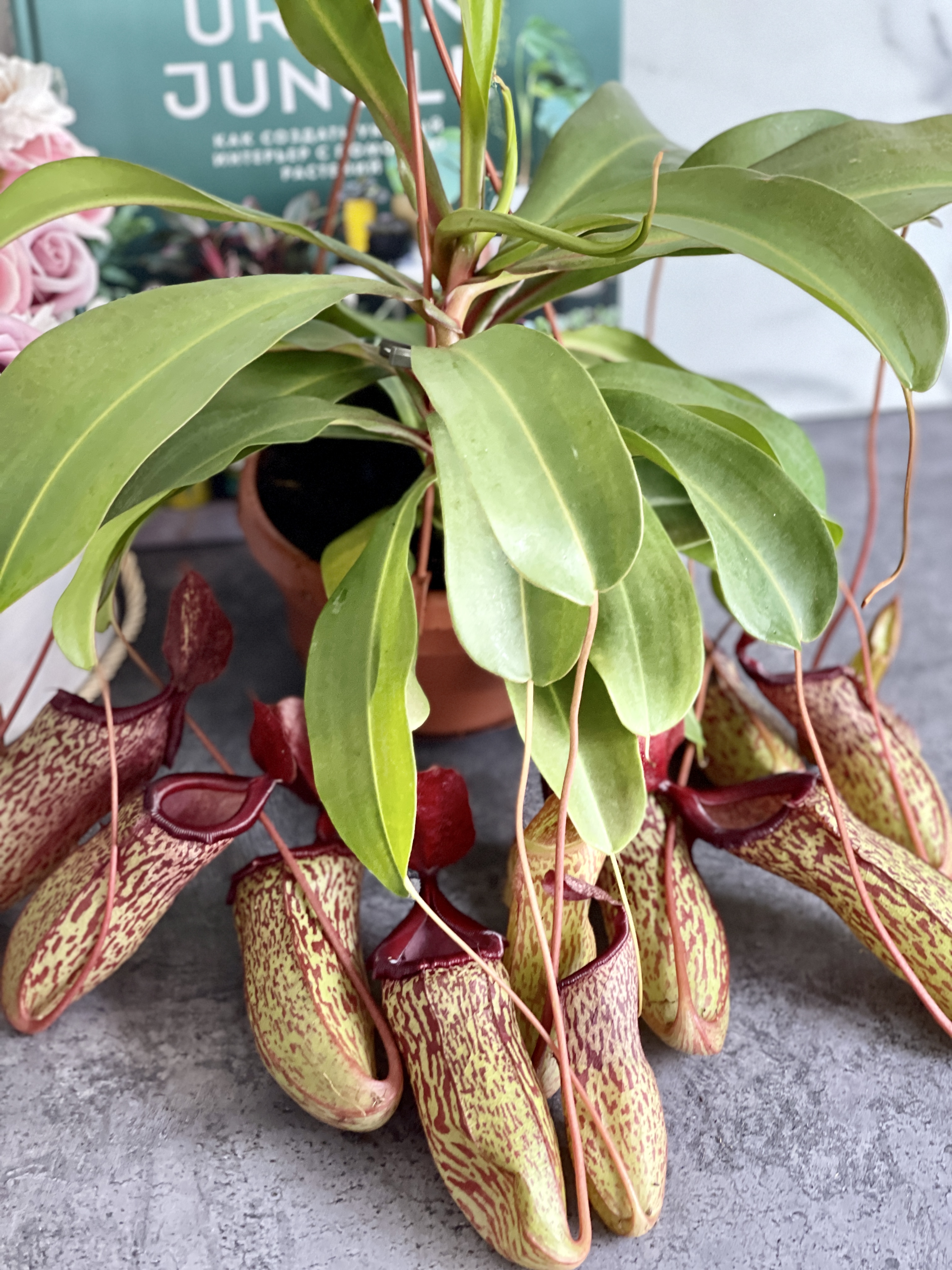 Непентес Сэм (Nepenthes Sam) D14см