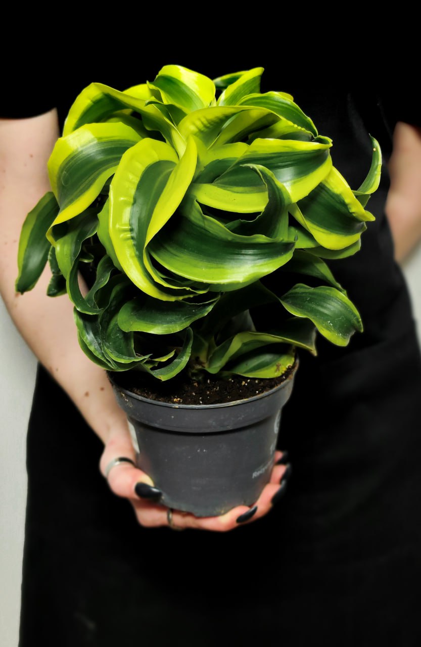 Драцена Фрагранс Торнадо (Dracaena Fragrans Tornado) D12см