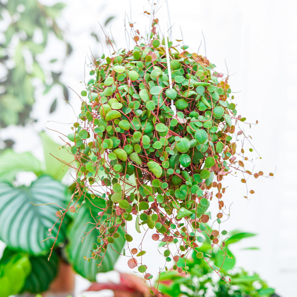 Пеперомия Пепперспот (Peperomia Pepperspot) D5см