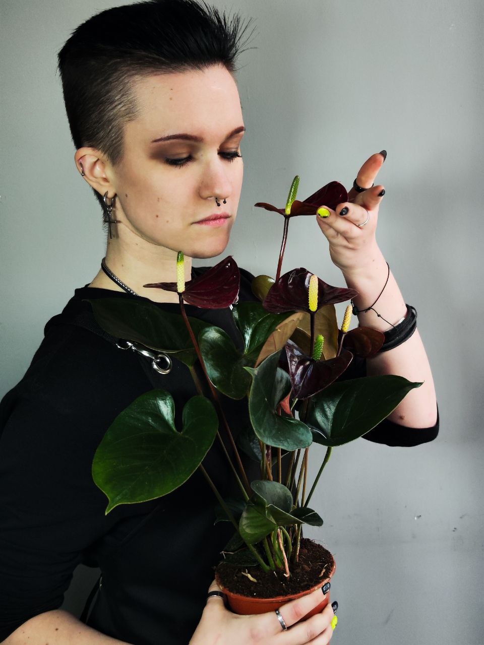 Антуриум Блэк Лав, или Черная Любовь (Anthurium Аndraeanum Black Love) D12см