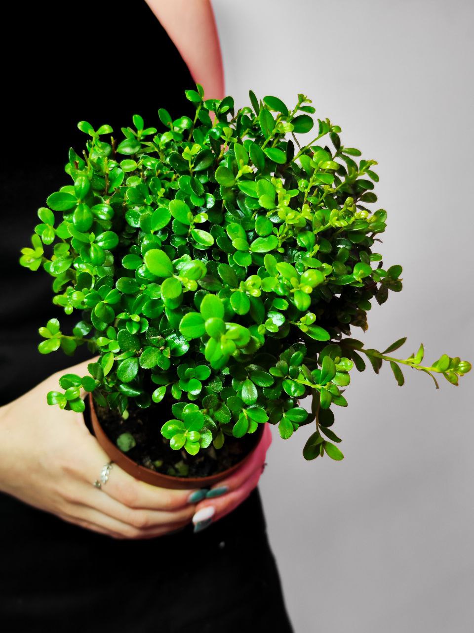Мирсина Африканская (Myrsine Africana) D12см
