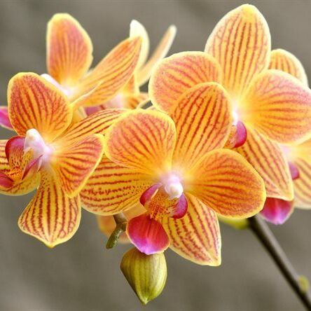 Орхидея Фаленопсис Желтая Торино (Phalaenopsis Torino Yellow) D6см