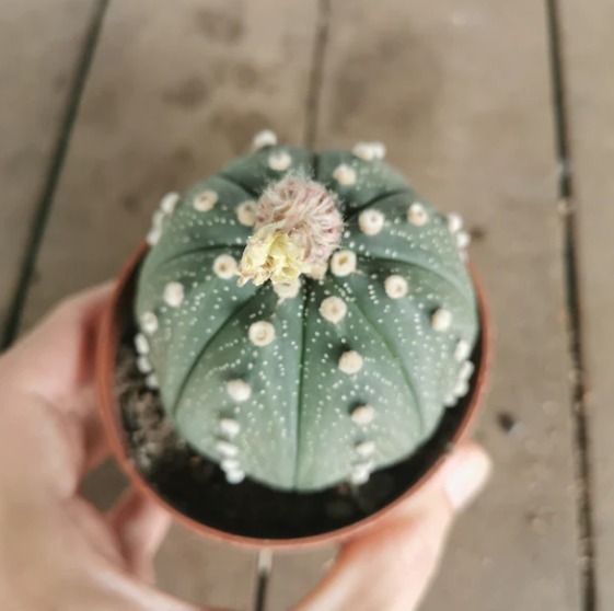 Астрофитум Звёздчатый, или Астрофитум Астериас (Astrophytum Asterias) D5см