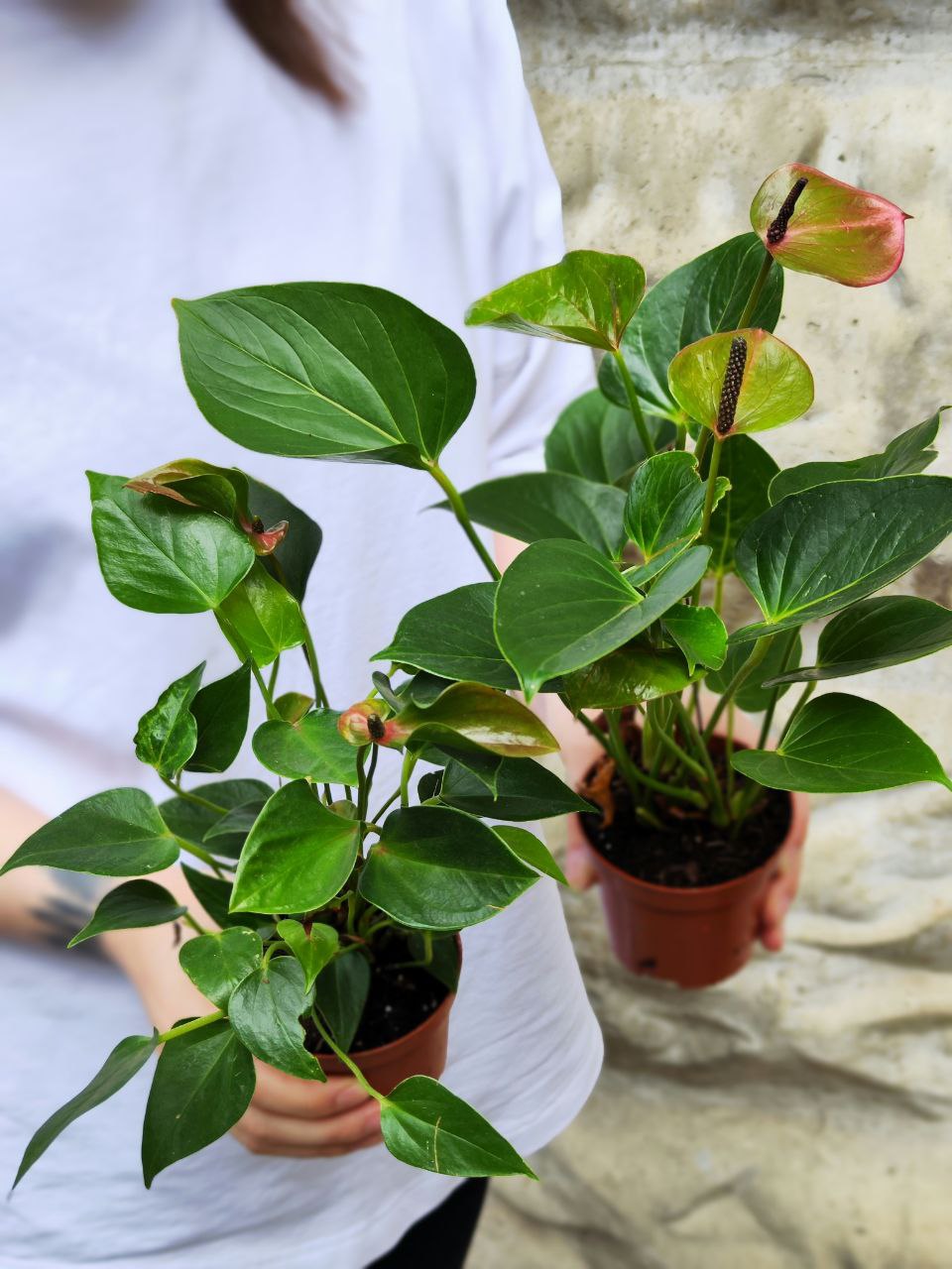 Антуриум Микс УЦЕНКА (Anthurium Mix) D 7-9см
