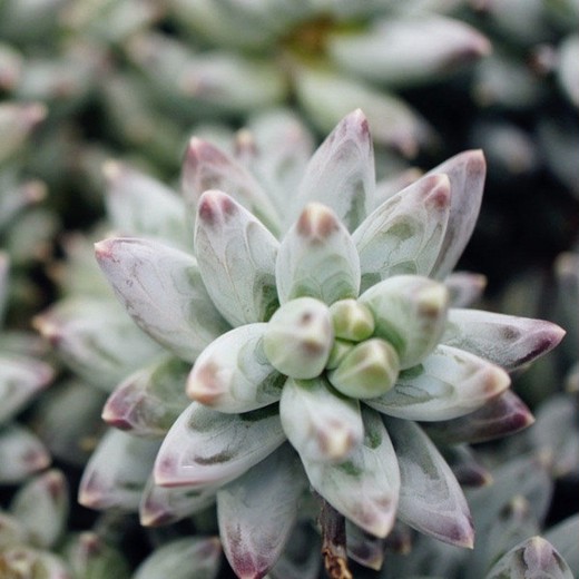 Пахифитум Компактный (Pachyphytum Compactum) D5см