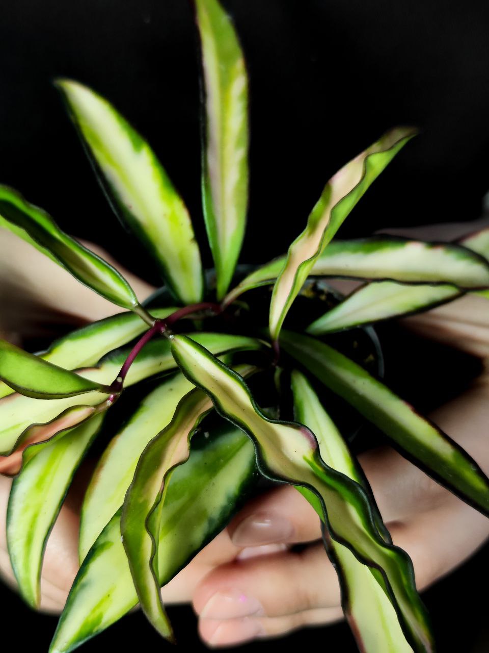 Хойя Вайети Триколор (Hoya Wayetii Tricolor) D6см
