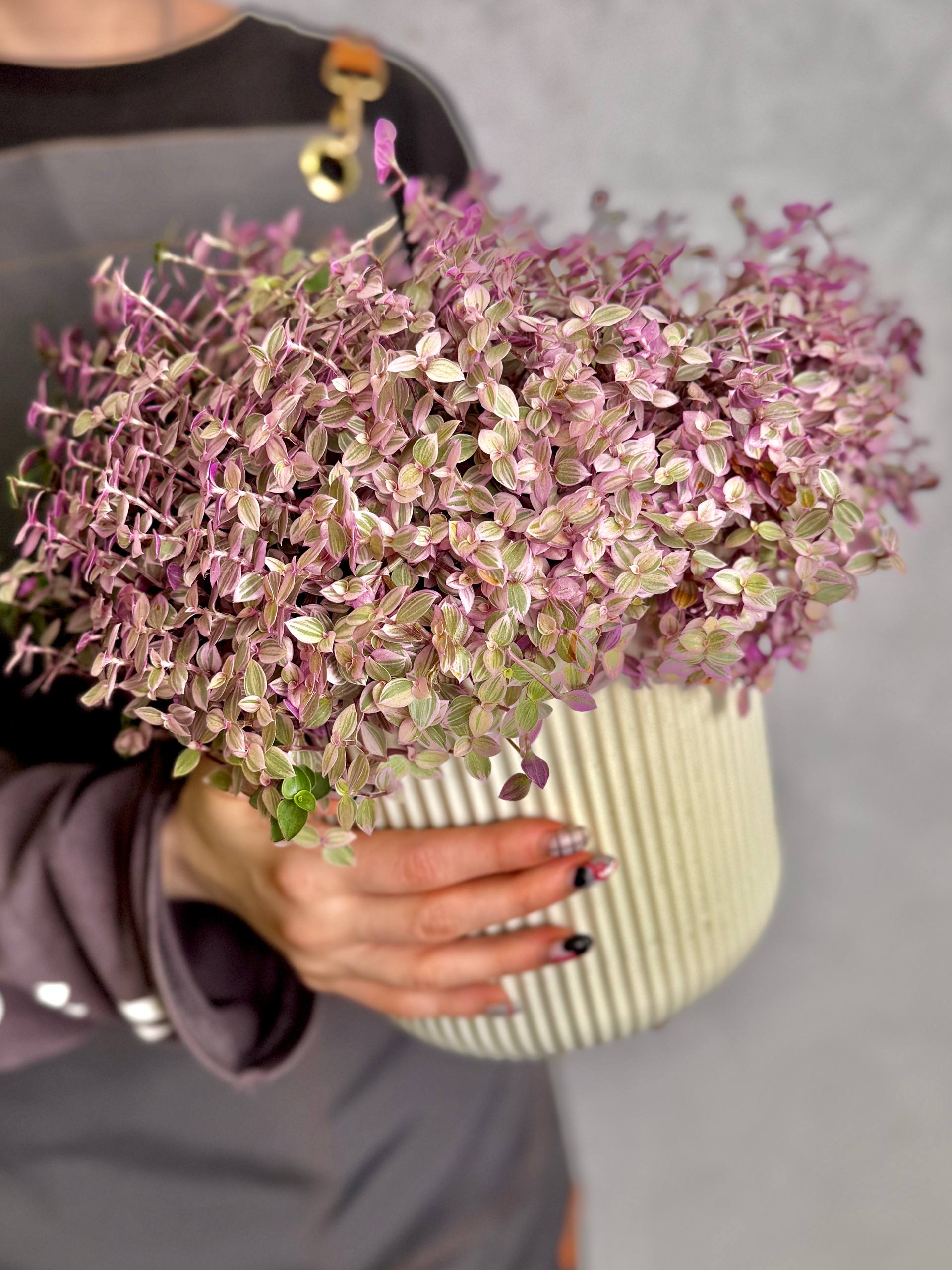 Каллизия Ползучая Пинк Пантер, или Розовая Пантера (Callisia Repens Pink Panther) D12см