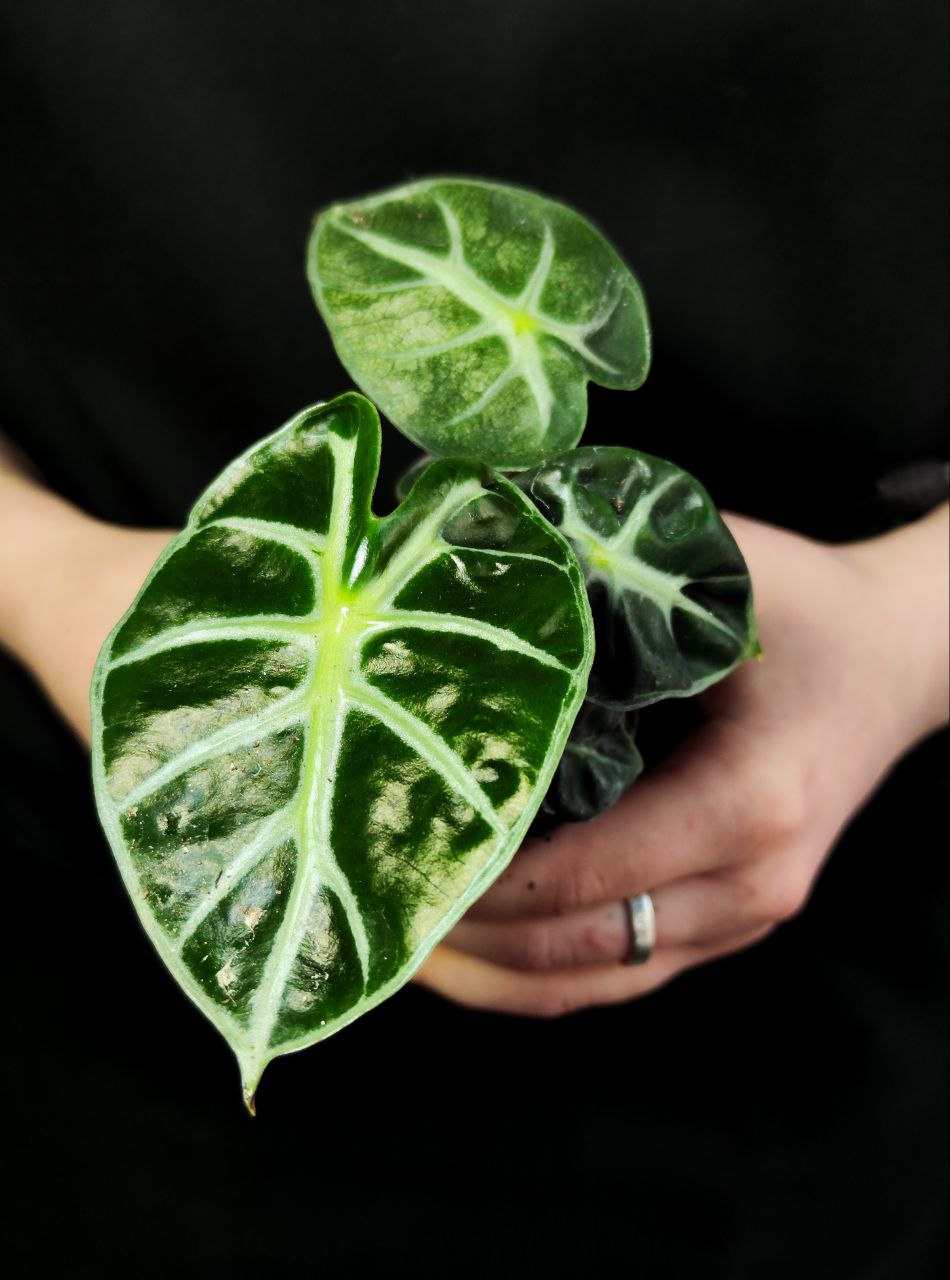 Алоказия Бейби Бамбино (Alocasia Baby Bambino) D6см