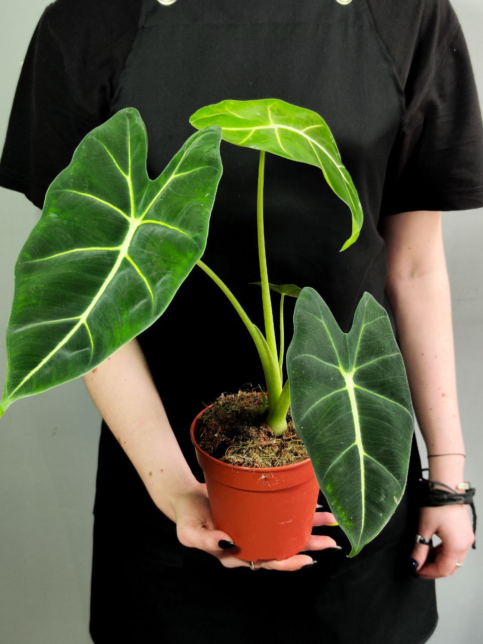 Алоказия Мишольца Фрайдек (Alocasia Frydek) D12см
