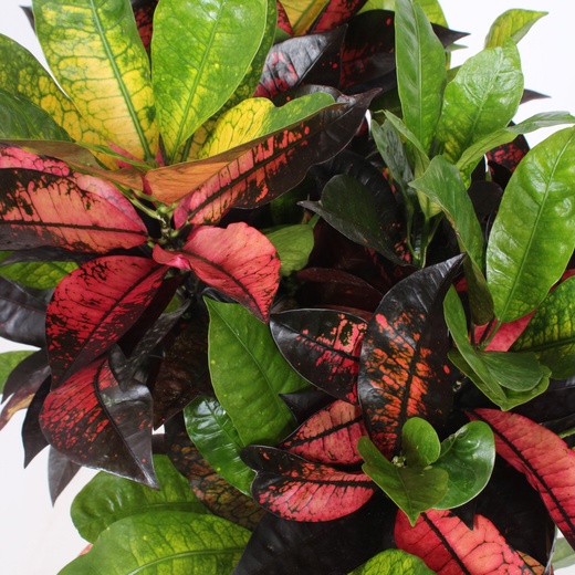 Кодиеум Миссис Айстон (Codiaeum Mrs.Iceton)