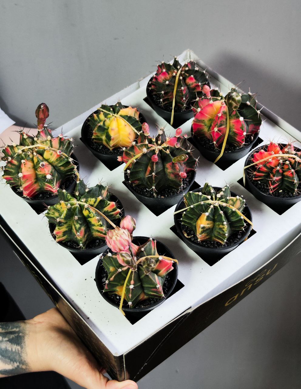 Кактус Гимнокалициум Михановича Вариегатный (Gymnocalycium Mihanovichii Variegata) D7см