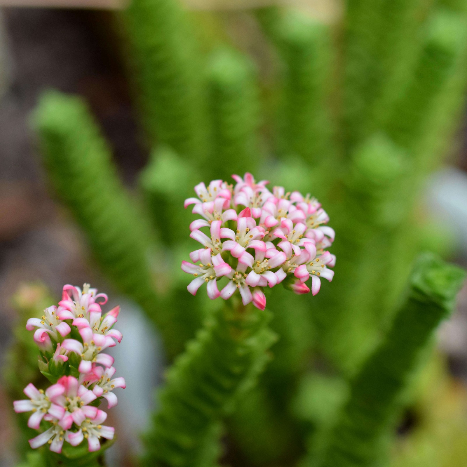 Крассула Грин Пагода (Crassula Green Pagoda) D8,5см
