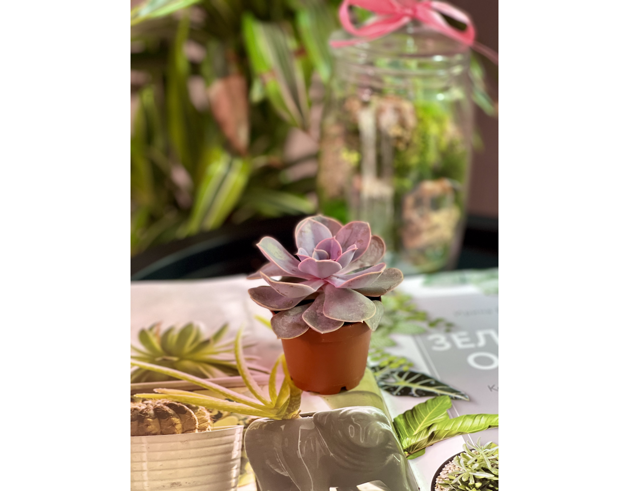 Эхеверия Жемчужина Нюрнберга (Echeveria Perle von Nurnberg) D5см