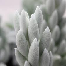 Крестовник Хаворта (Senecio Haworthii) D5см