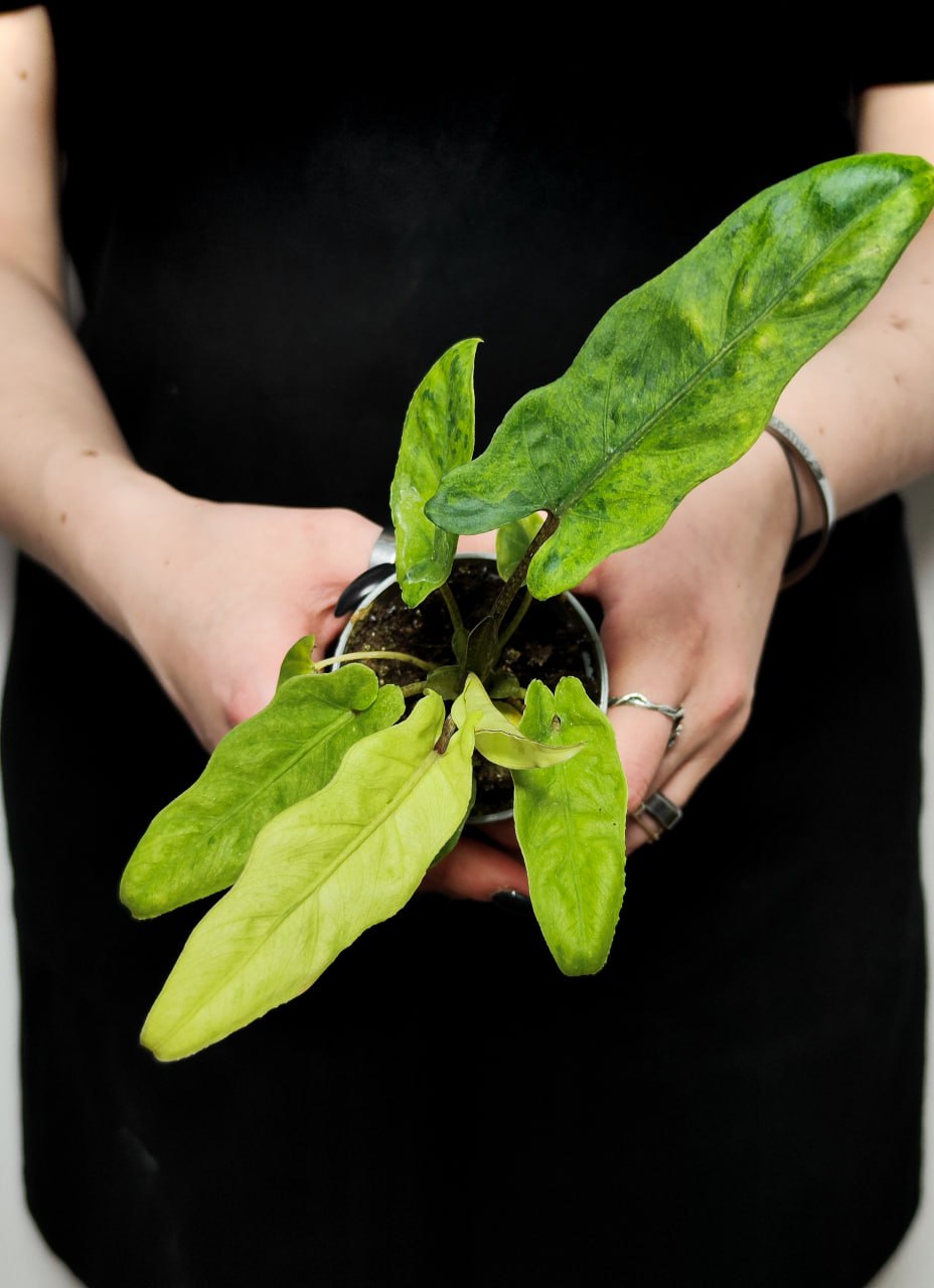Алоказия Лаутербахиана Вариегатная (Alocasia Lauterbachiana Variegata) D6см