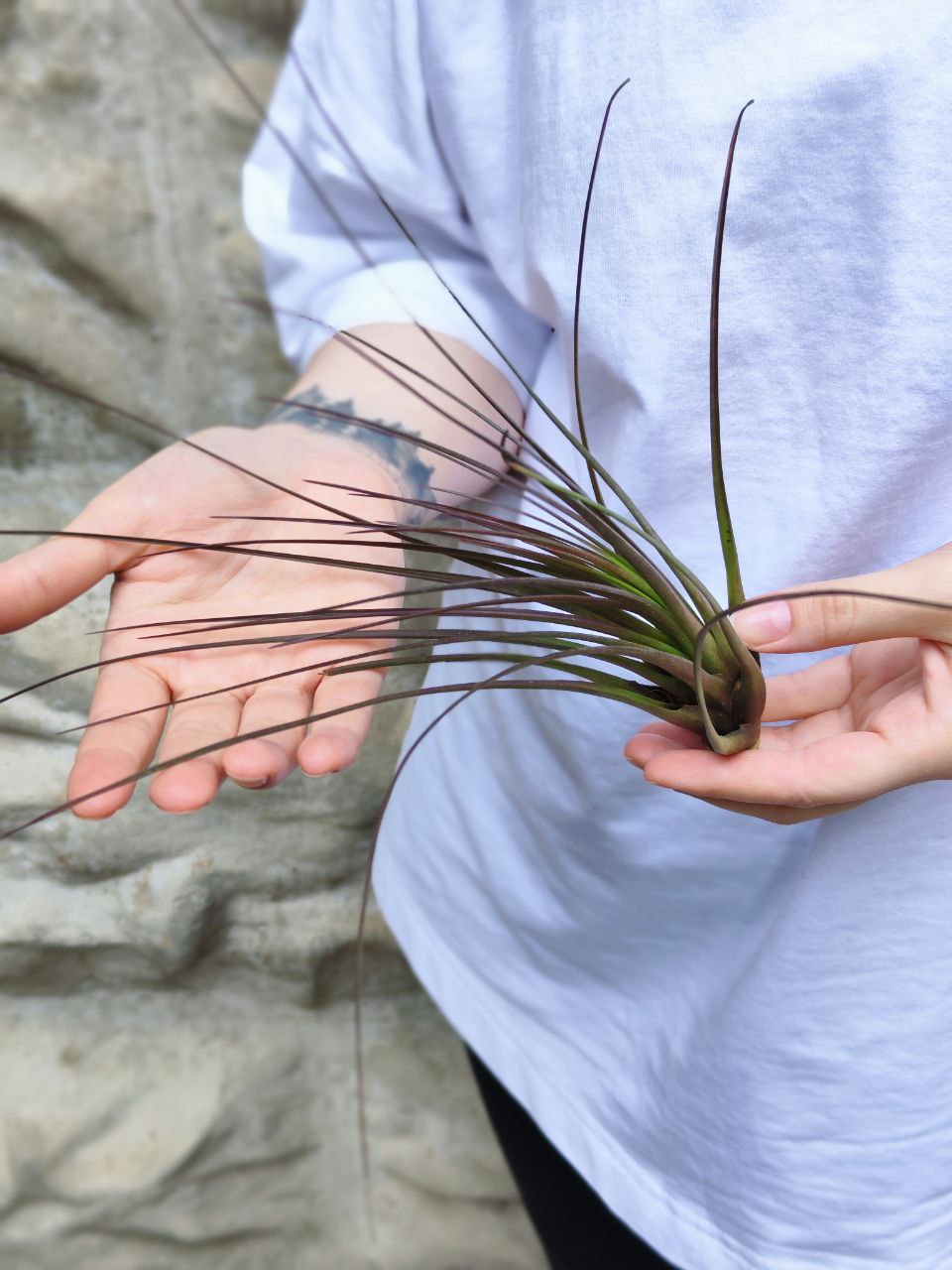 Тилландсия Меланократер Ред (Tillandsia Melanocrater Red)