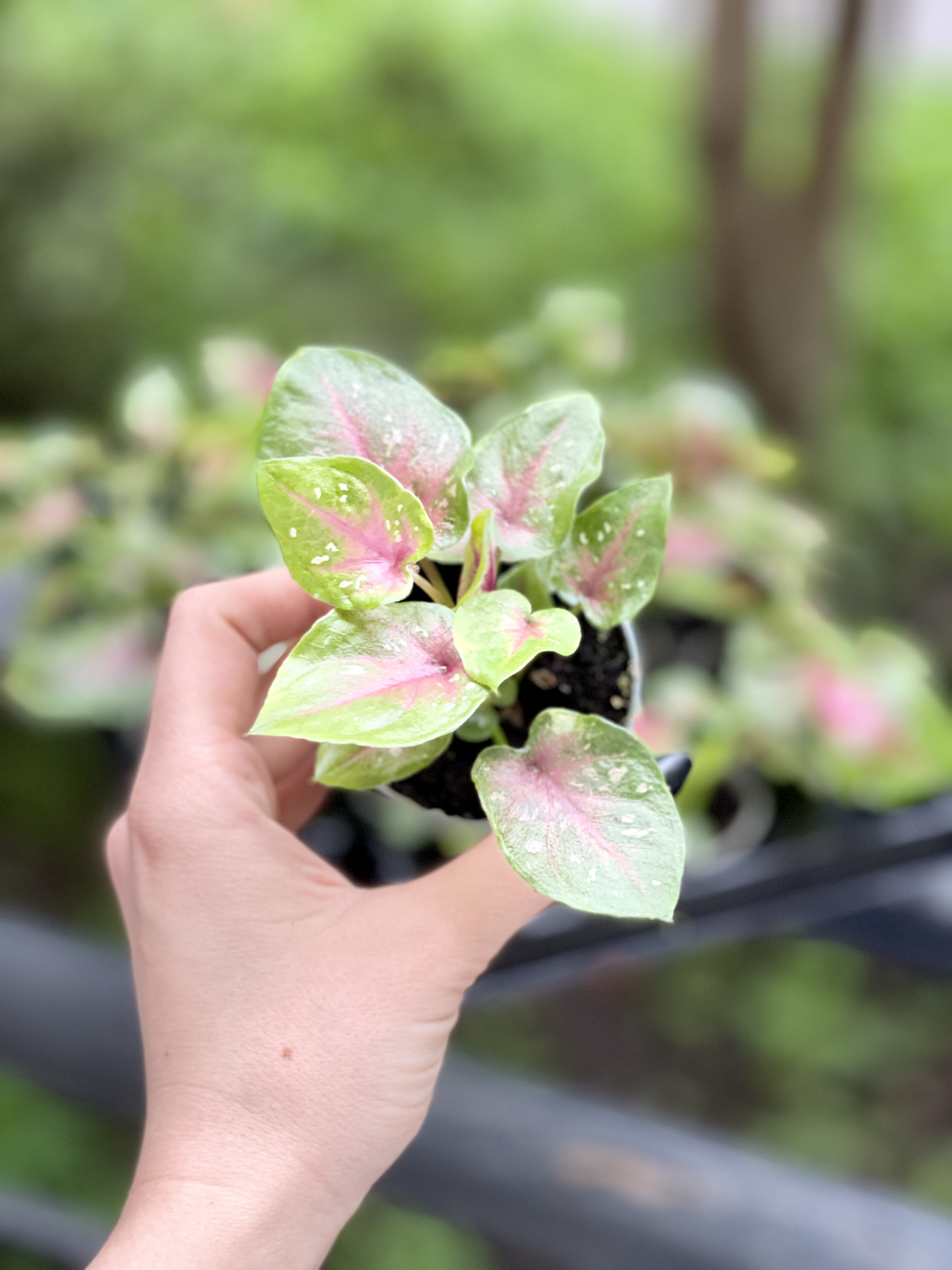 Каладиум Кейси (Caladium Casey) D6см