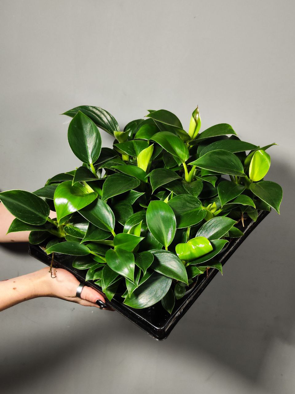 Филодендрон Биркин (Philodendron Birkin) D6см