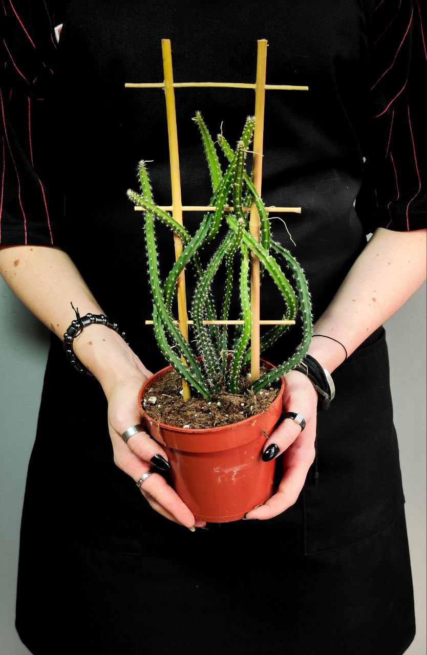 Кактус Селеницереус Крупноцветковый, или Кактус Царица Ночи (Selenicereus Grandiflorus) D12см