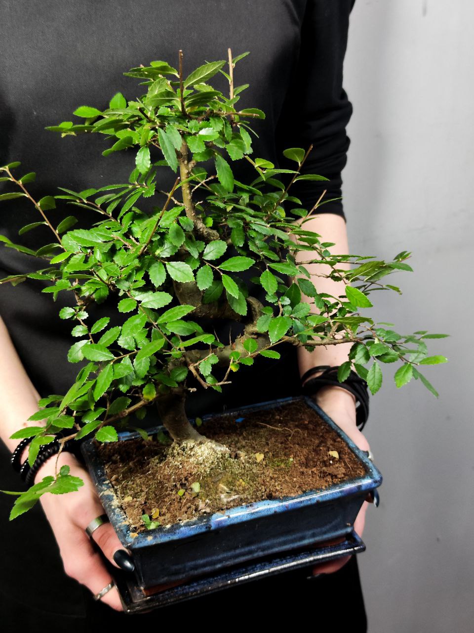 Бонсай Вяз Мелколистный Извилистый (Ulmus Parvifolia)