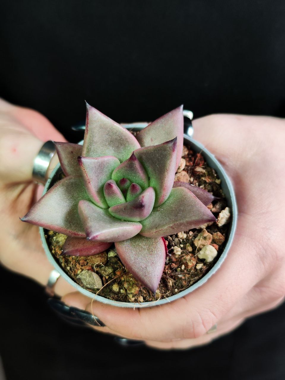 Эхеверия Агавовидес Ромео (Echeveria Agavoides Romeo) D6,5см